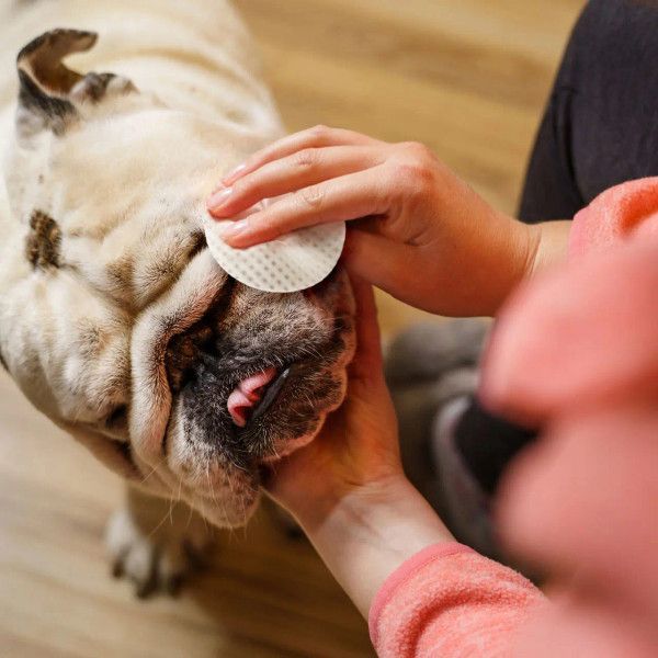 Eye Envy bulldog wipes pack of 60